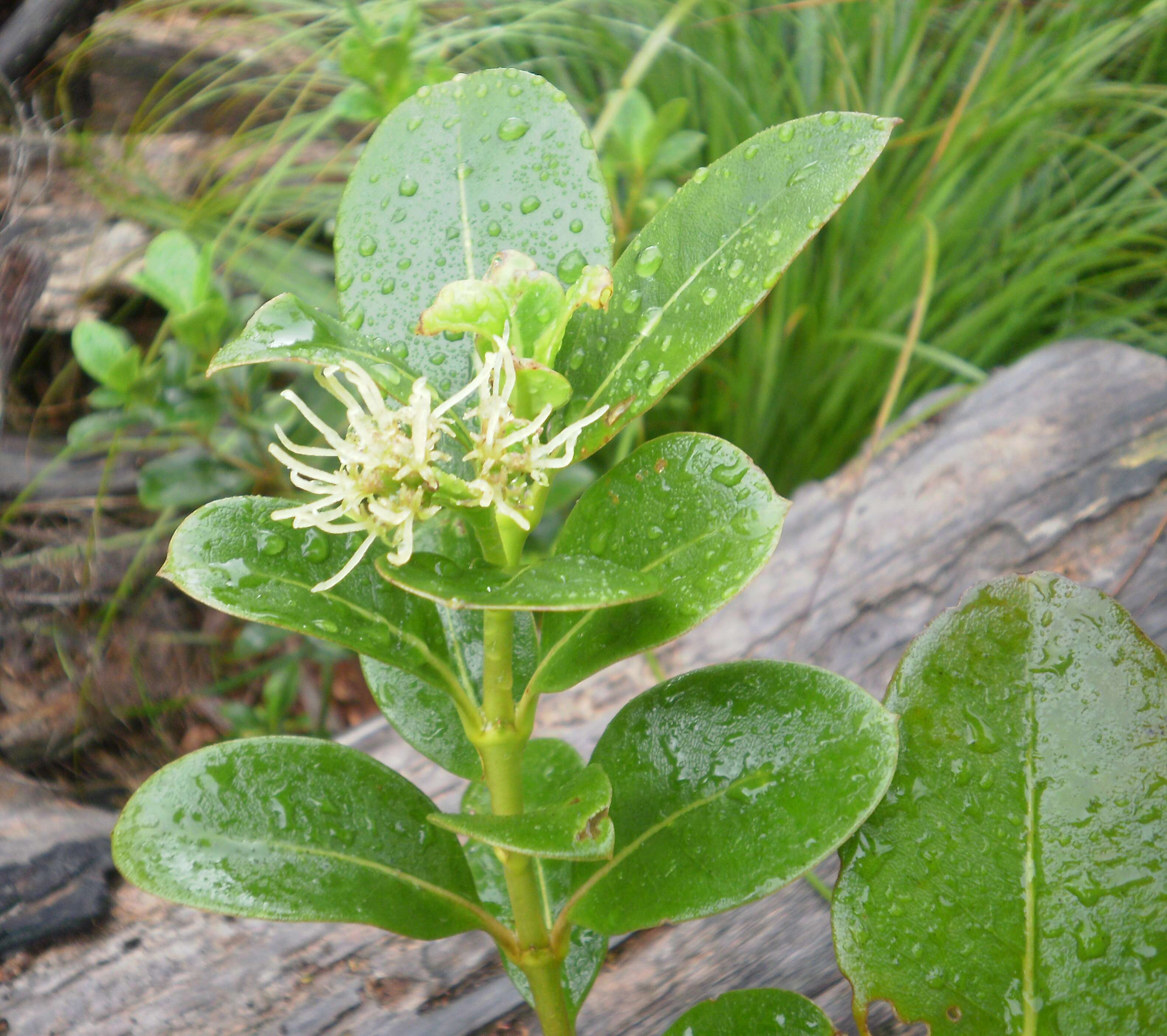 Image of Coprosma lucida J. R. Forst. & G. Forst.