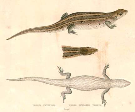 Imagem de Eutropis trivittata (Hardwicke & Gray 1827)