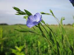 Image of common flax