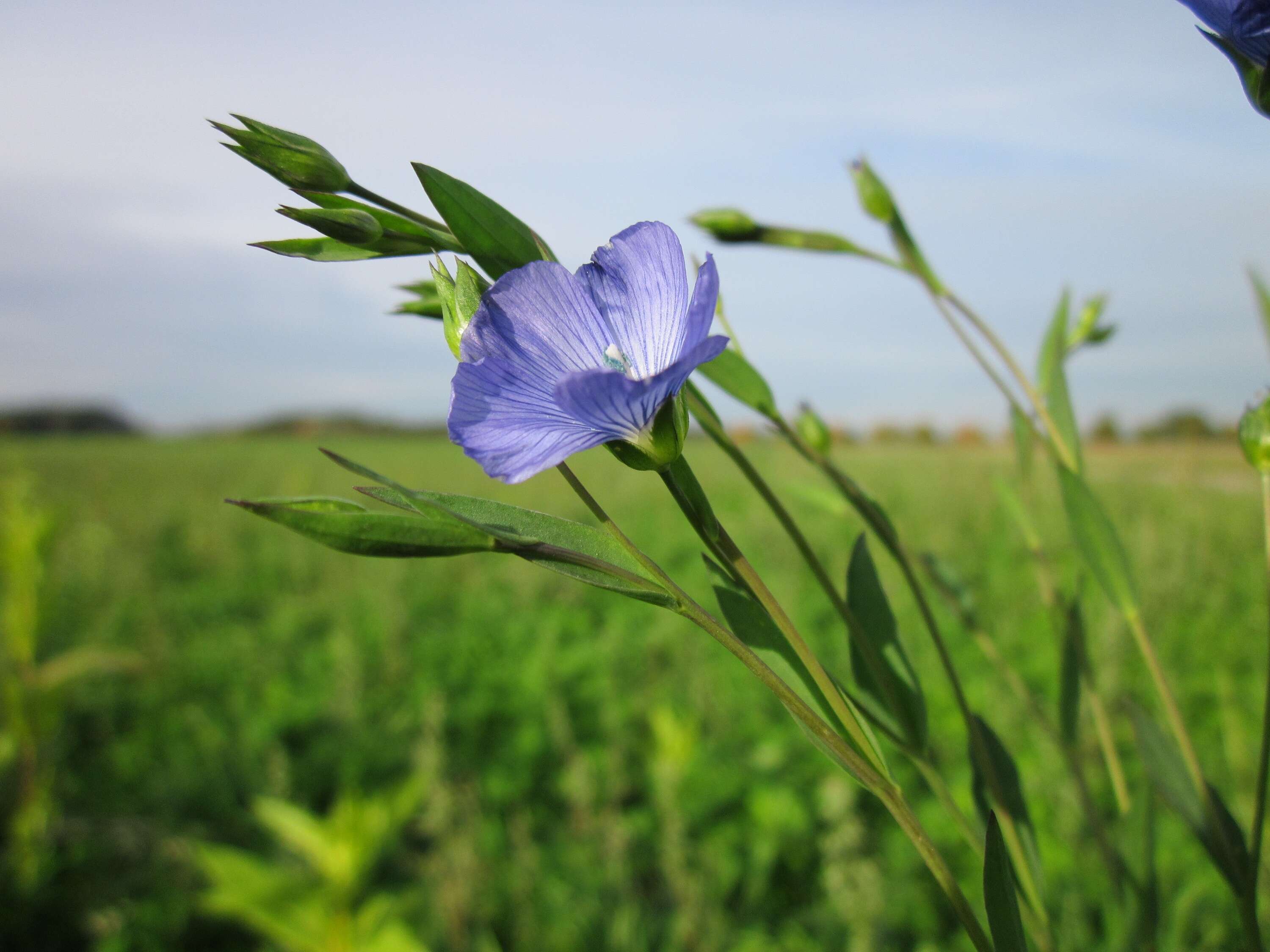 Image of common flax