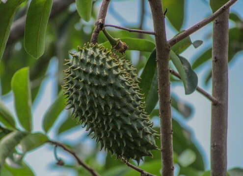 Image of soursop