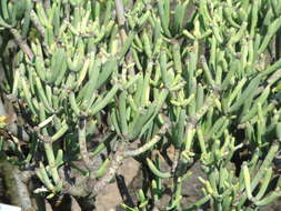 Image of Euphorbia aphylla Brouss. ex Willd.