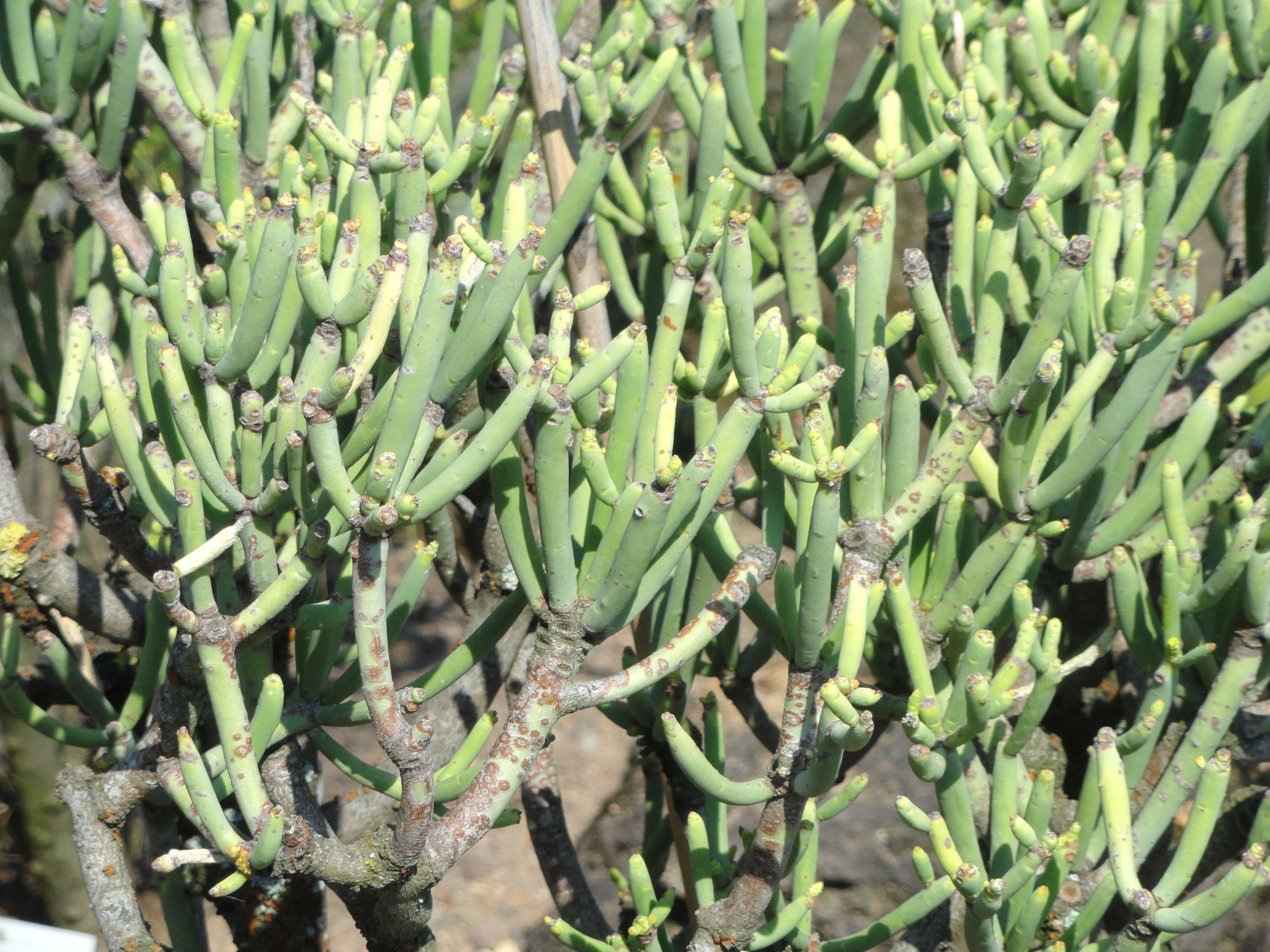 Image of Euphorbia aphylla Brouss. ex Willd.