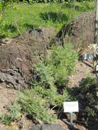 Image of Lavandula buchii Webb & Berthel.