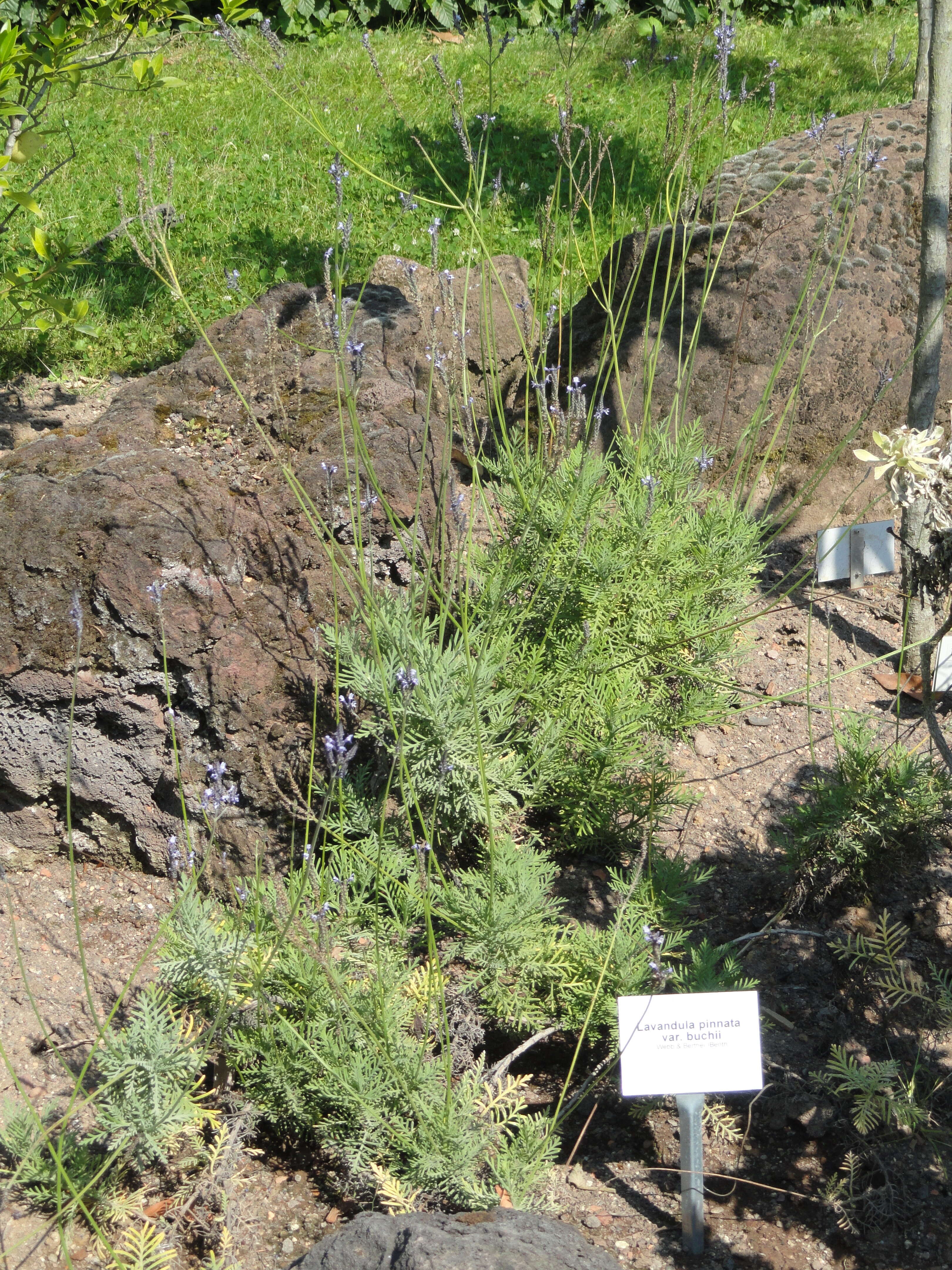 Image of Lavandula buchii Webb & Berthel.