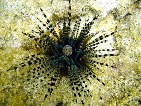 Image of banded sea urchin