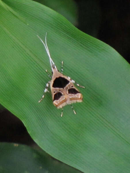 Image of Deltoplastis commatopa Meyrick 1932