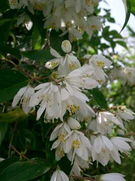 Image of crenate pride-of-Rochester