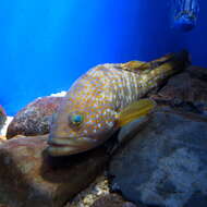 Image of Hong Kong Grouper