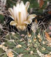 Image of <i>Gymnocalycium quehlianum</i>