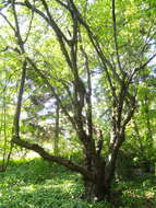 Image of Prunus serrula Franch.