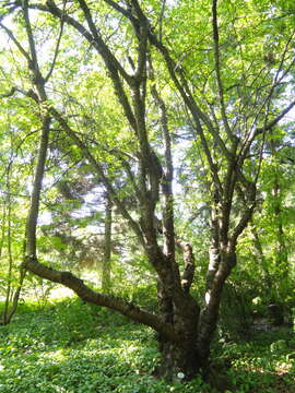 Image of Prunus serrula Franch.