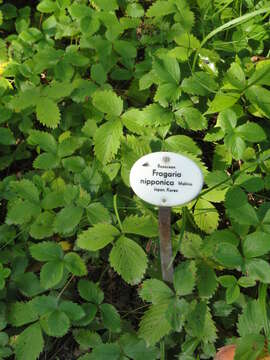 Image of Fragaria nipponica subsp. nipponica