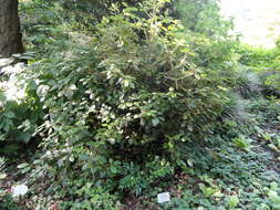 Image of Rhododendron williamsianum Rehder & E. H. Wilson