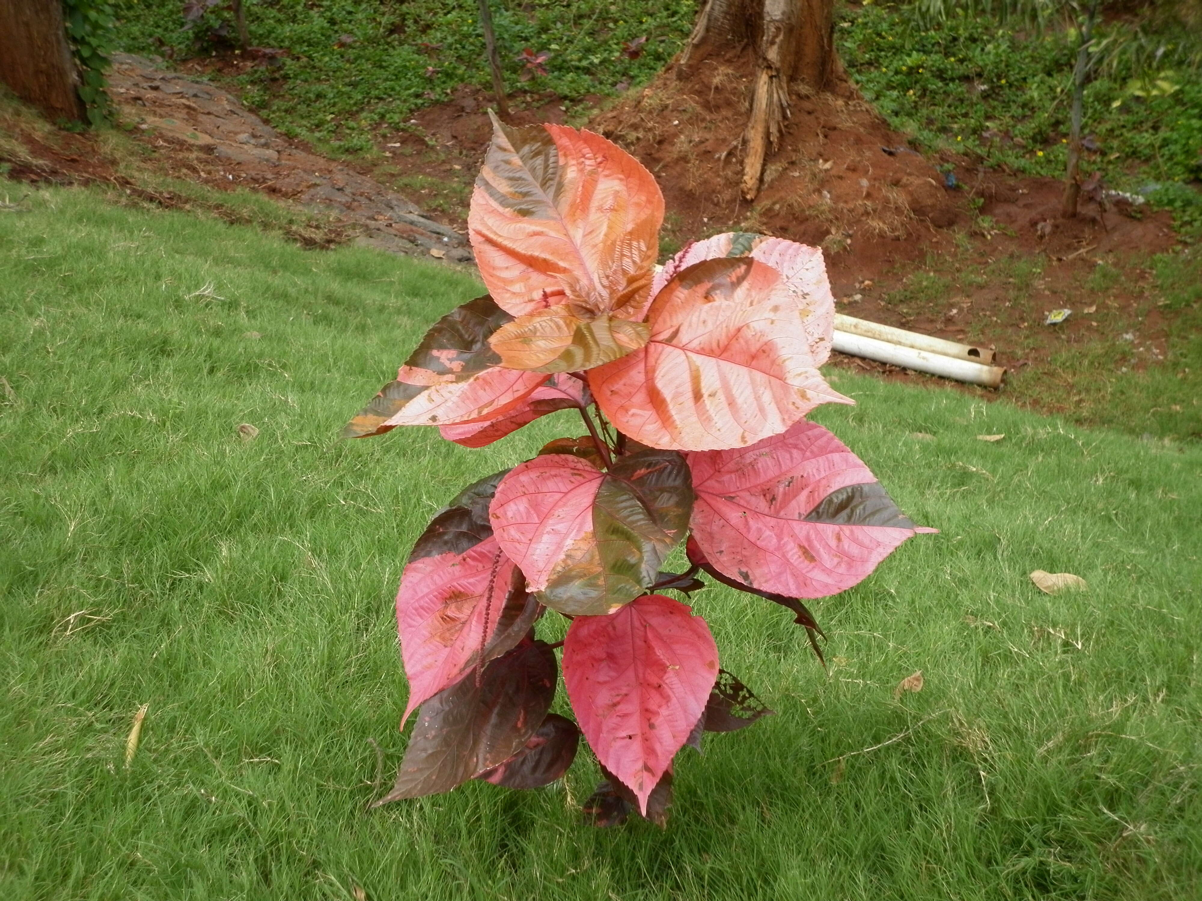 Image de Acalypha wilkesiana Müll. Arg.