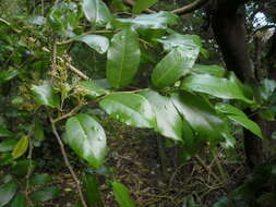 Image of Streblus banksii (Cheesem.) C. J. Webb