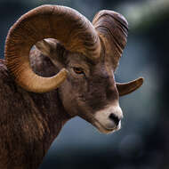 Image of bighorn sheep