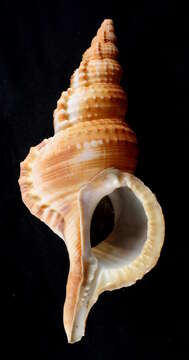 Image of giant frogsnail