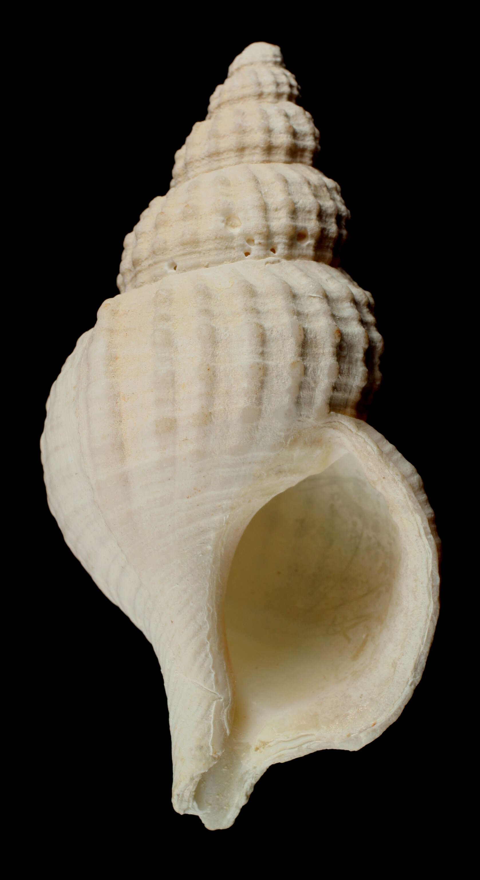 Image of Fusitriton murrayi