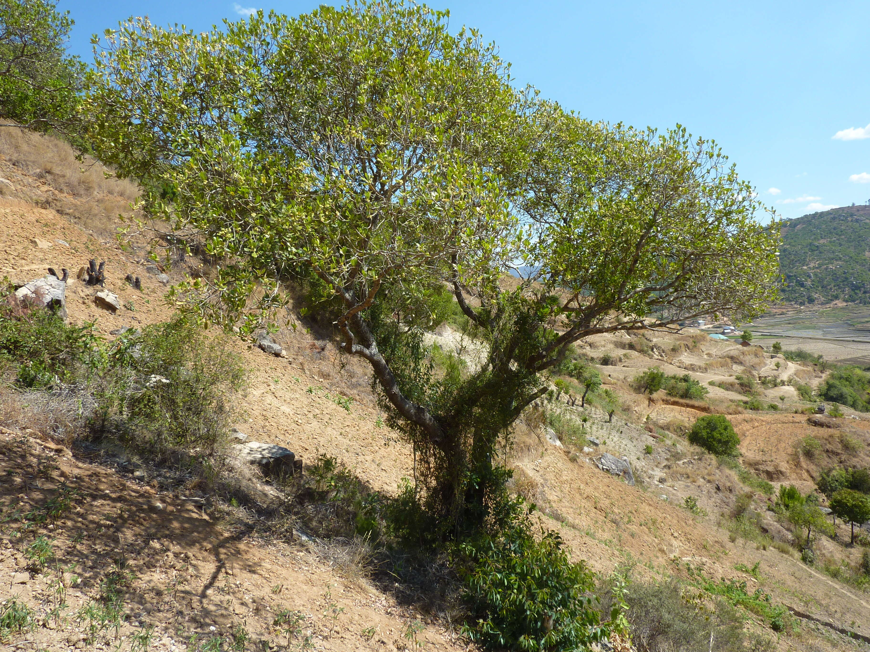 Image of Tapia tree