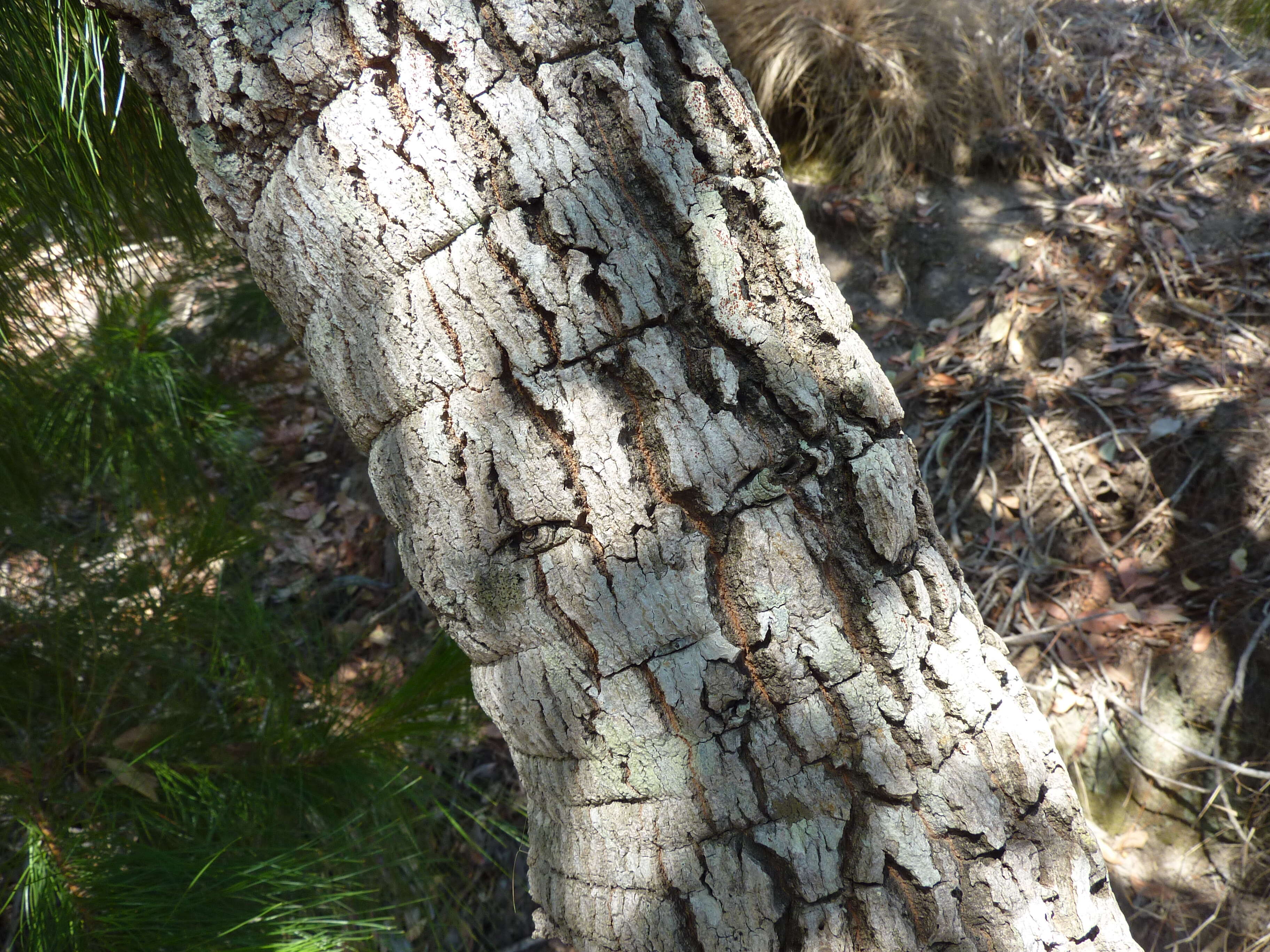 Image of Tapia tree