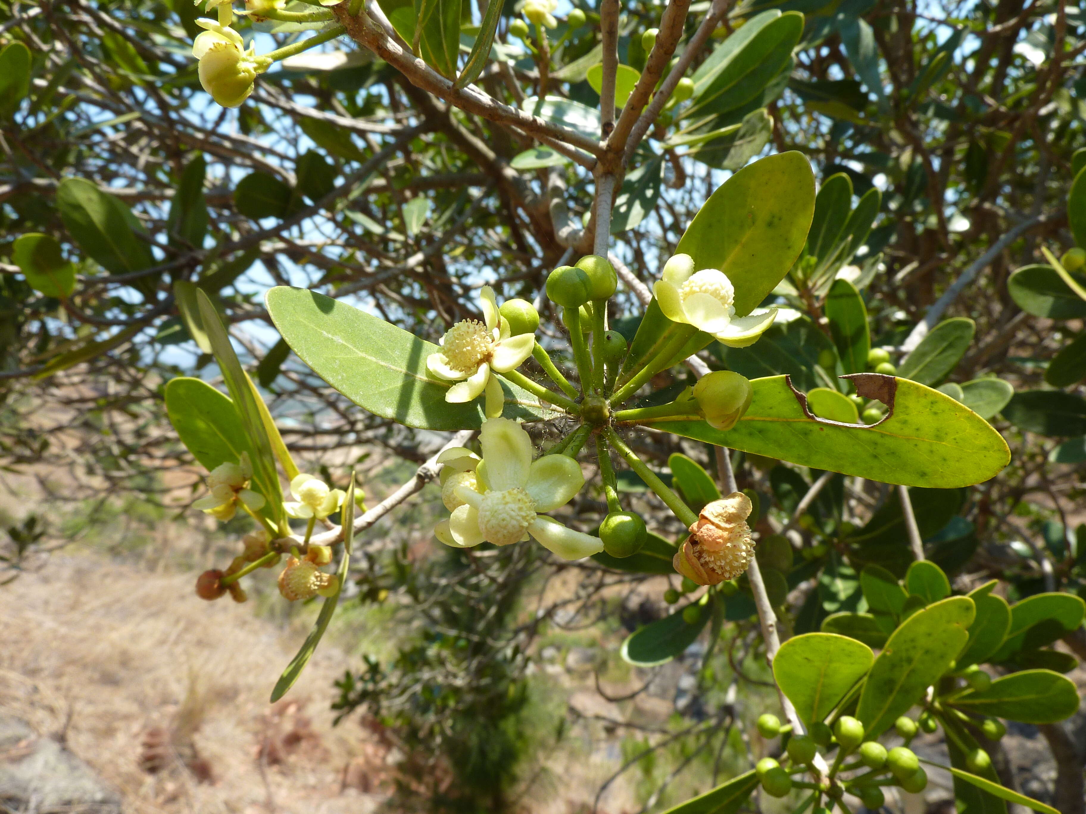 Image of Tapia tree