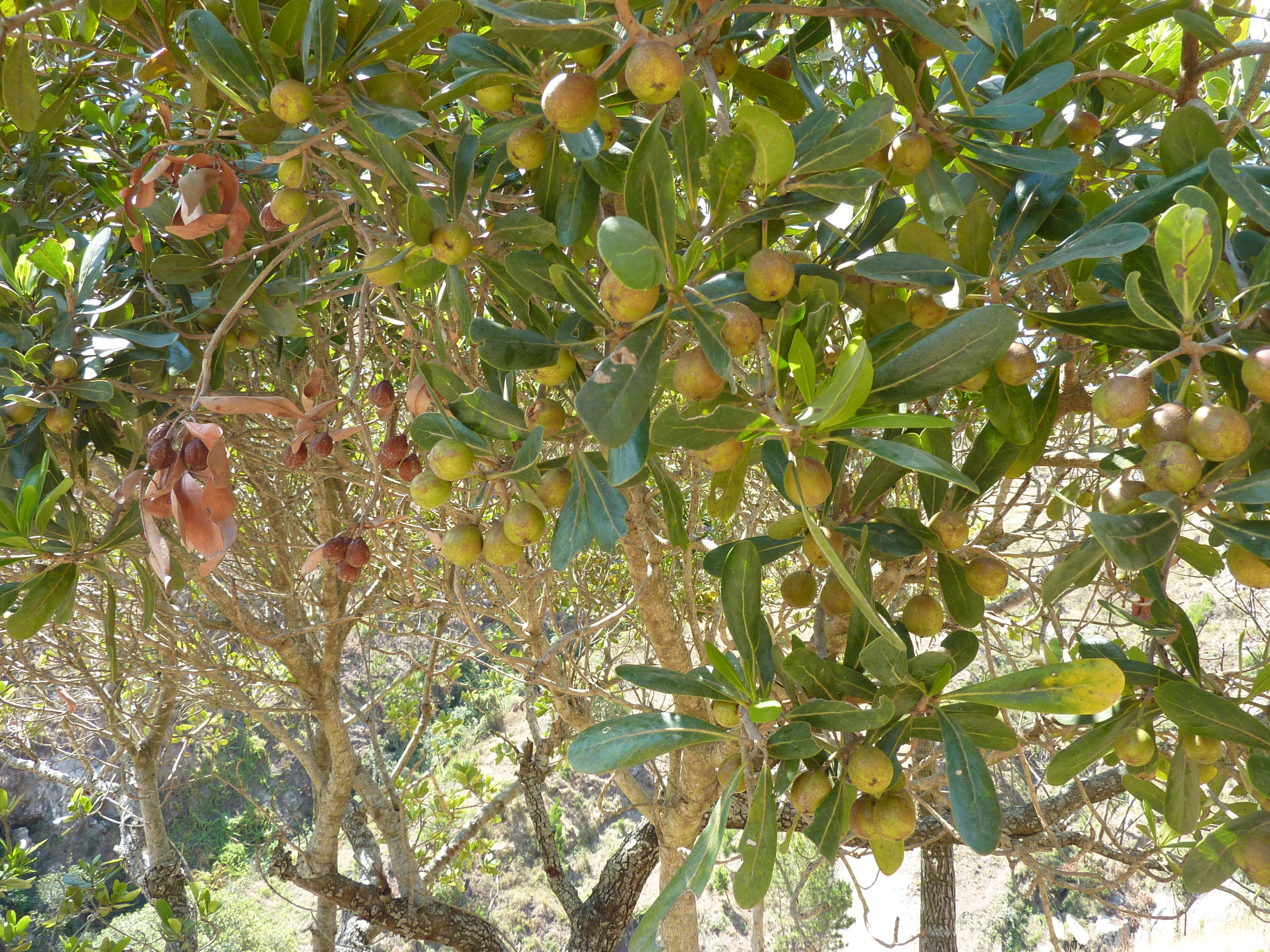 Image of Tapia tree