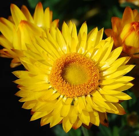 Image of Xerochrysum bicolor