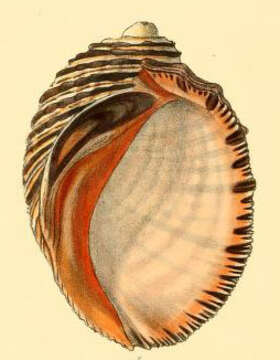 Image of wide-mouthed dye shell