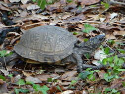 Image of Gulf Coast box turtle