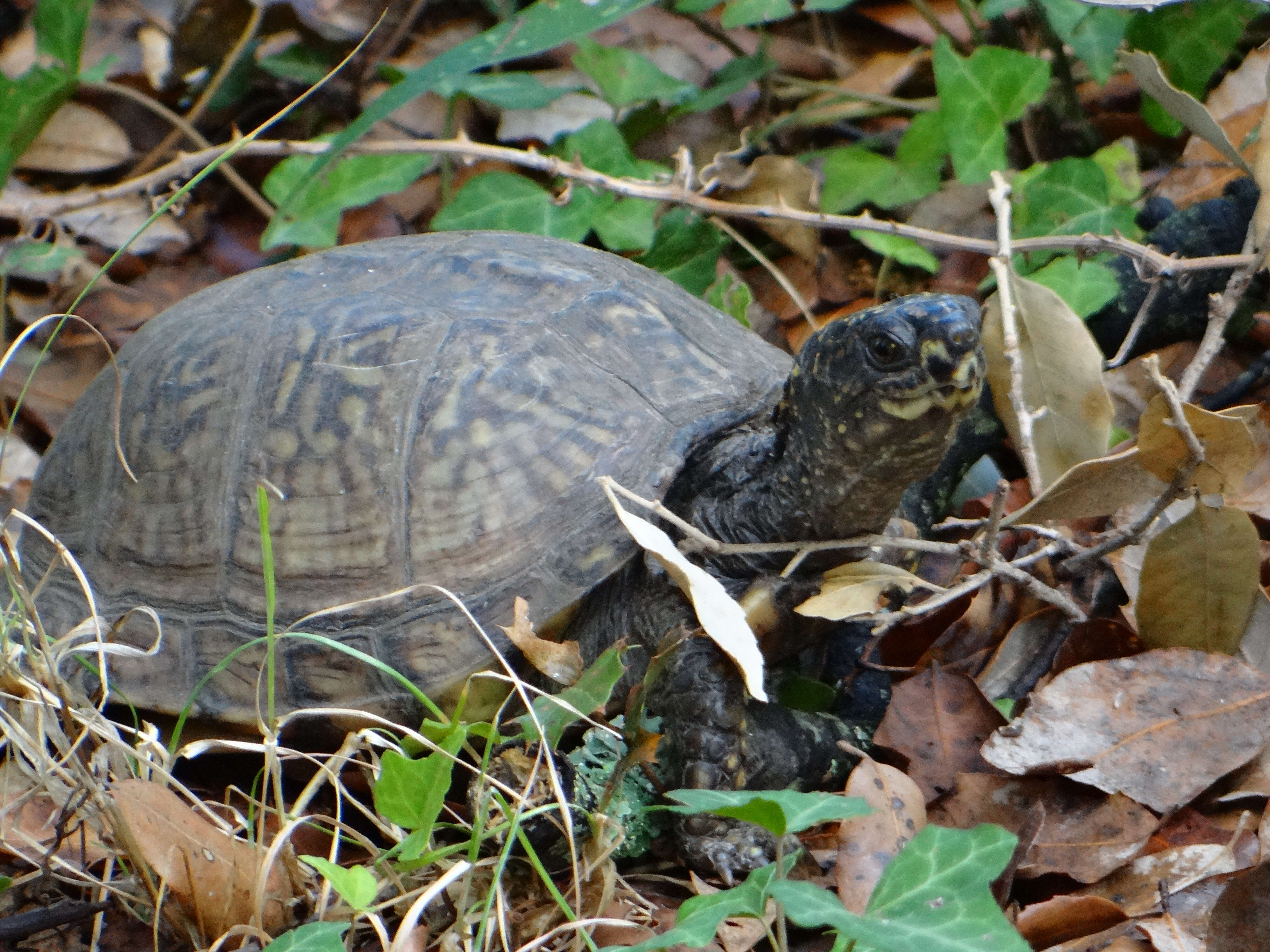 Image of Gulf Coast box turtle