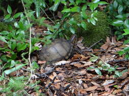 Image of Three-toed box turtle