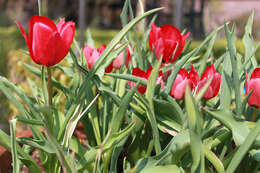 Image de Tulipa systola Stapf