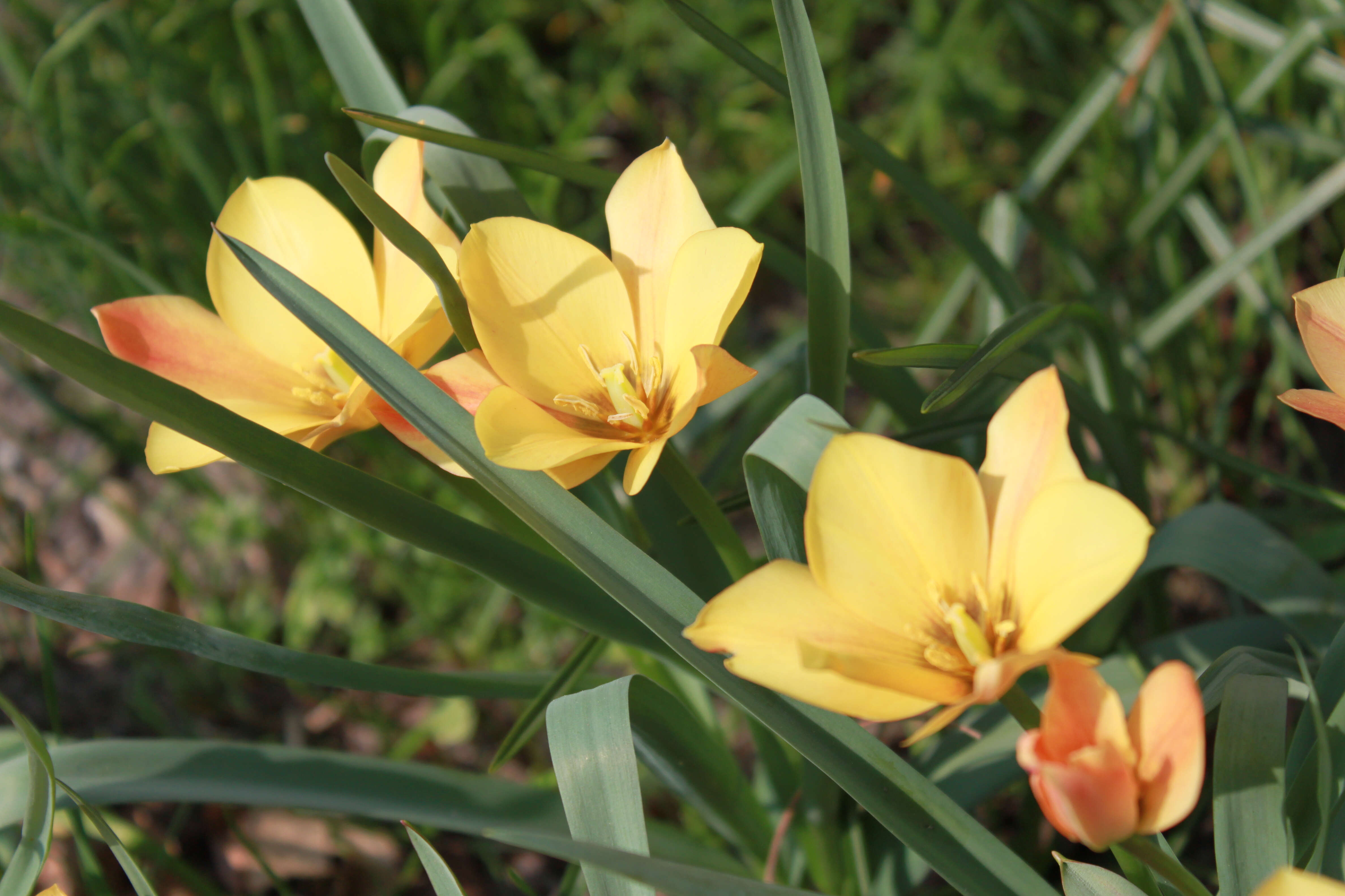 Image of Tulipa linifolia Regel
