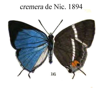 Image of Dacalana cremera