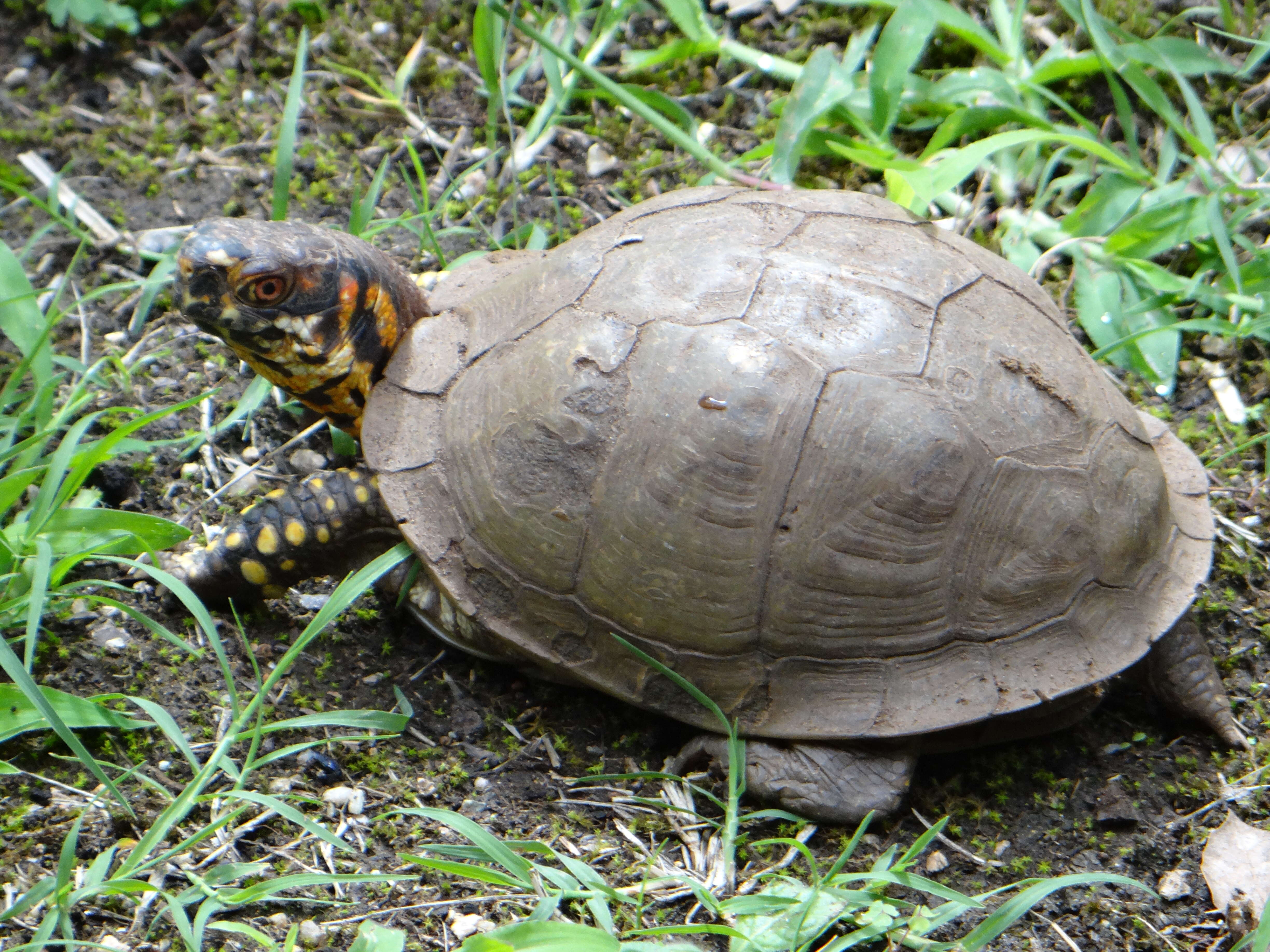 Image of Three-toed box turtle