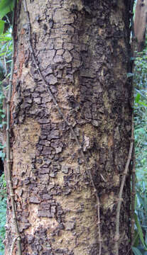 Image of Chinese albizia