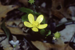 Ranunculus hispidus Michx.的圖片