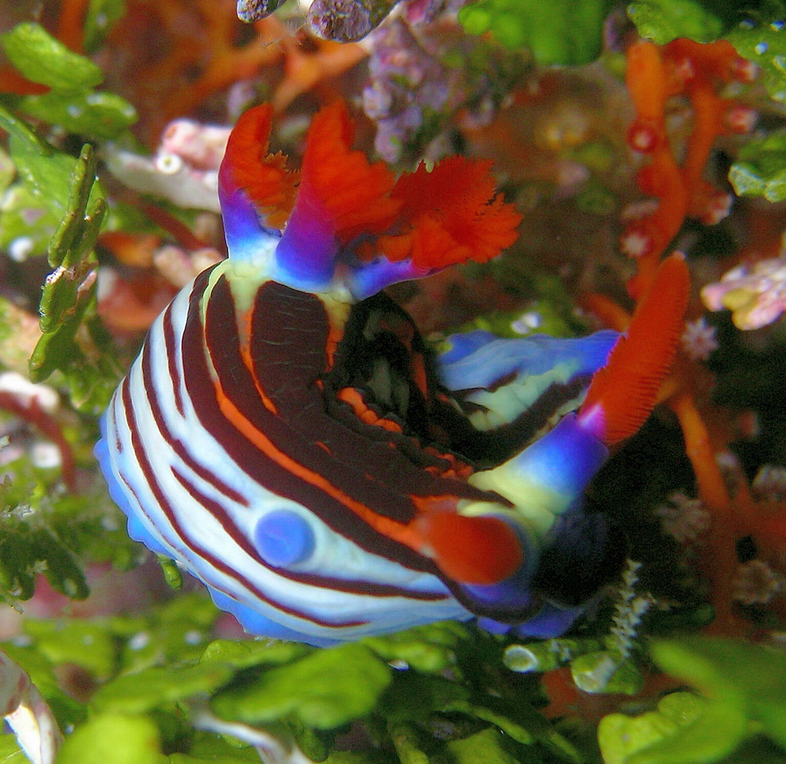 Sivun Nembrotha aurea Pola, Cervera & Gosliner 2008 kuva