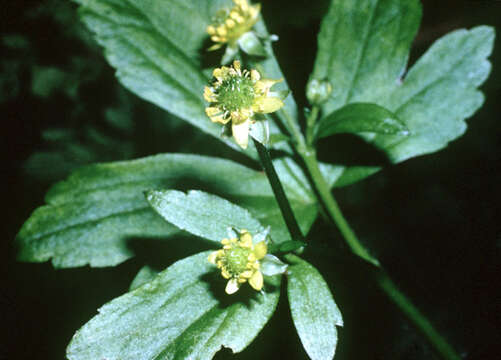 Image of blisterwort