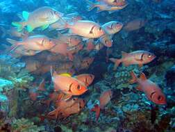 Image of Bigscale Soldierfish