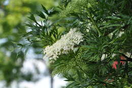 Imagem de Sambucus nigra L.