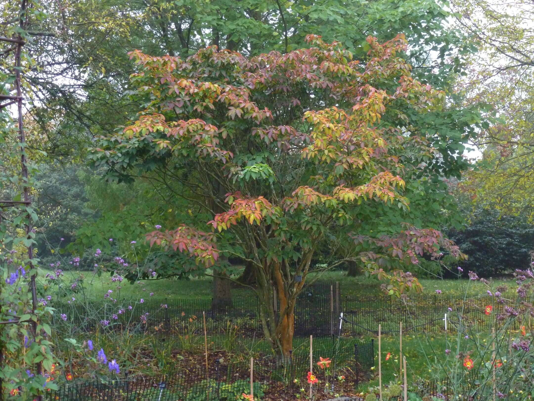 Plancia ëd Neoshirakia japonica (Siebold & Zucc.) Esser