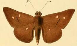 Image of Motasingha dirphia Hewitson 1868
