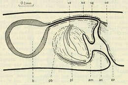 Image of Flatworm