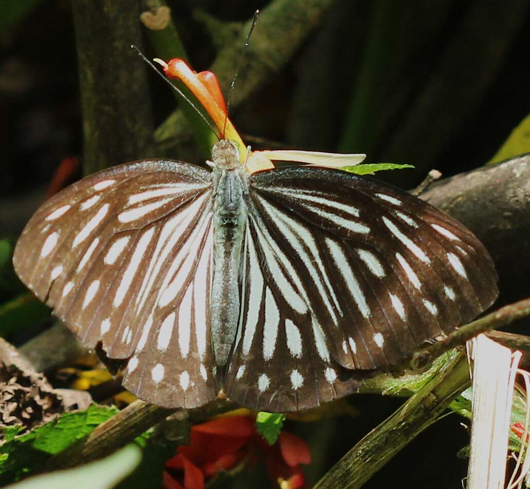 Image of Pareronia hippia