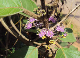 Image of Callicarpa tomentosa (L.) L.