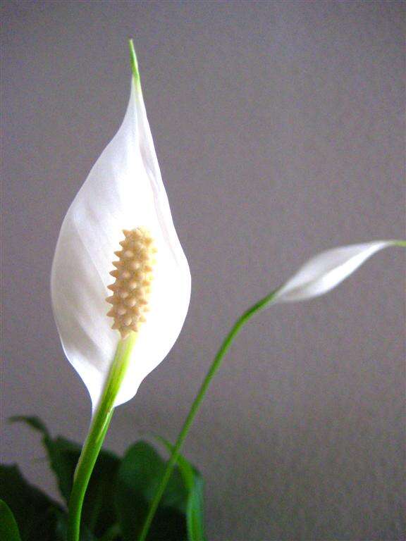 Image de Spathiphyllum floribundum (Linden & André) N. E. Br.