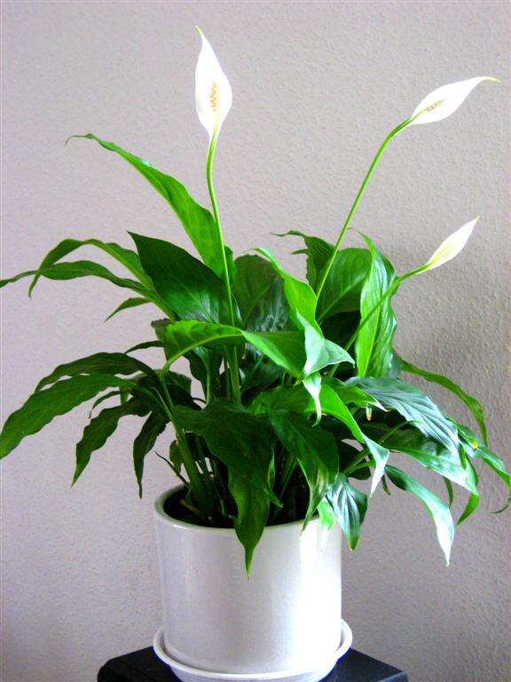 Image de Spathiphyllum floribundum (Linden & André) N. E. Br.