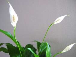 Image de Spathiphyllum floribundum (Linden & André) N. E. Br.